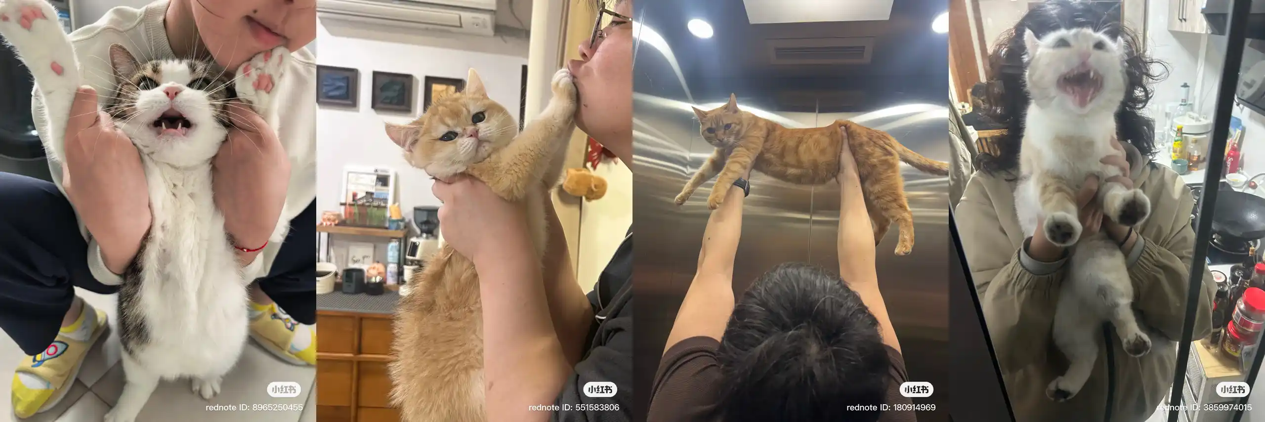 Kittens Resisting Being Held Contest